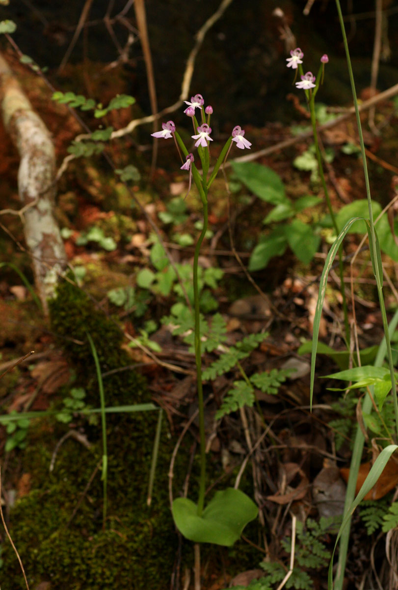 Cynorkis kirkii