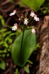 Cynorkis kirkii