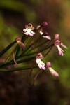 Cynorkis kirkii