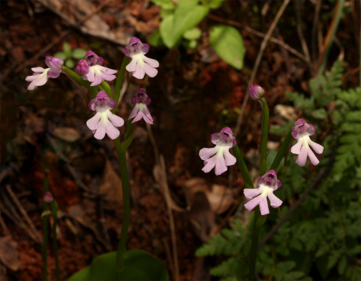 Cynorkis kirkii