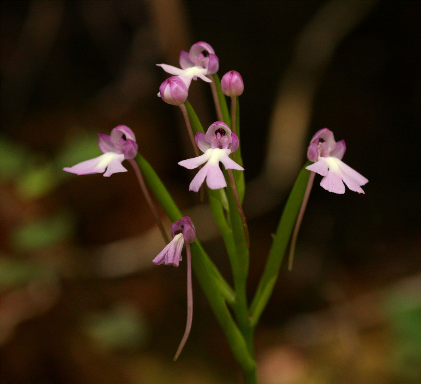 Cynorkis kirkii