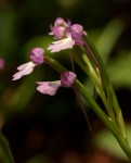 Cynorkis kirkii
