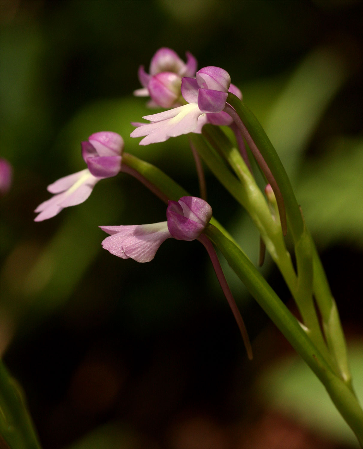 Cynorkis kirkii