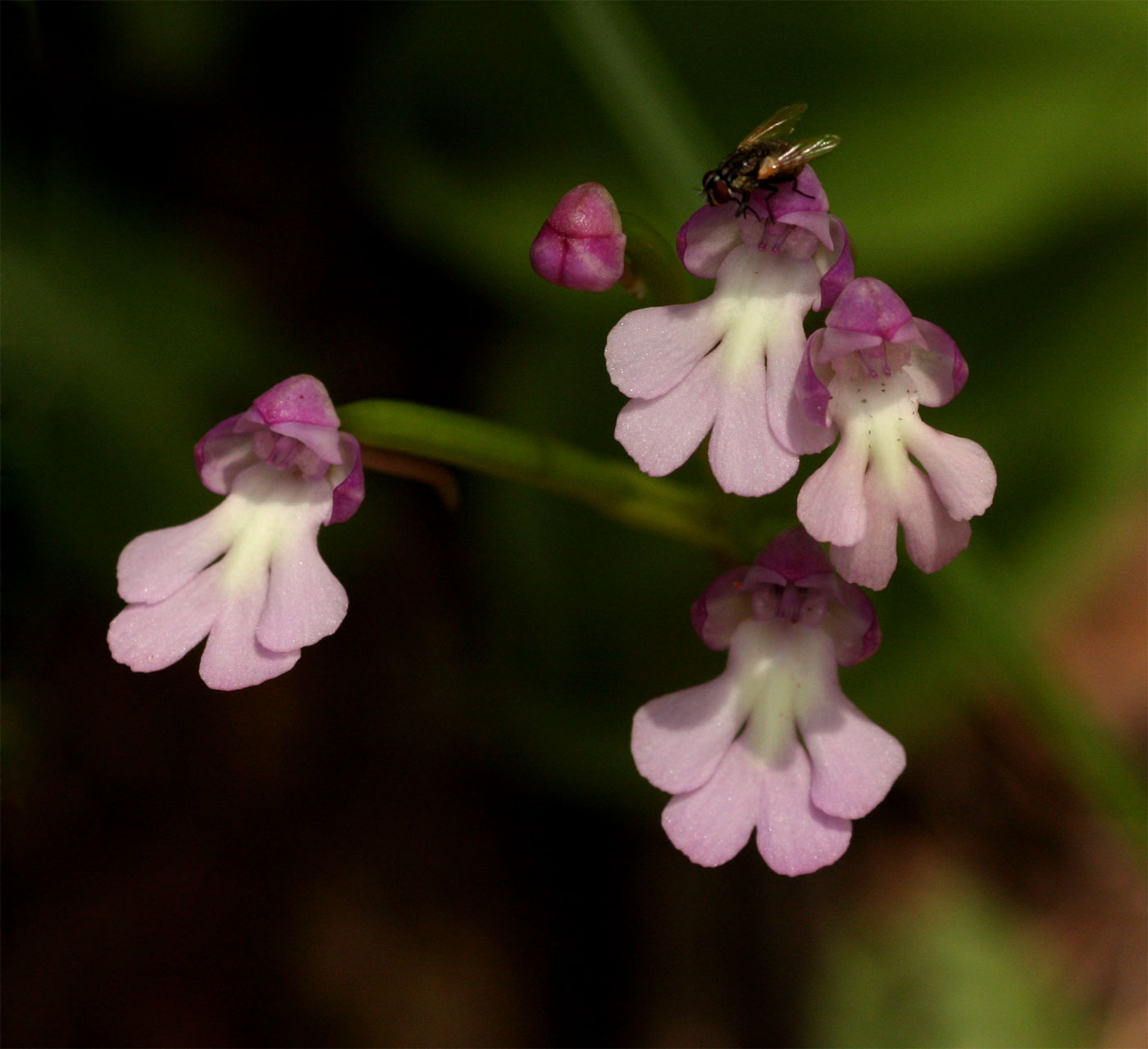 Cynorkis kirkii