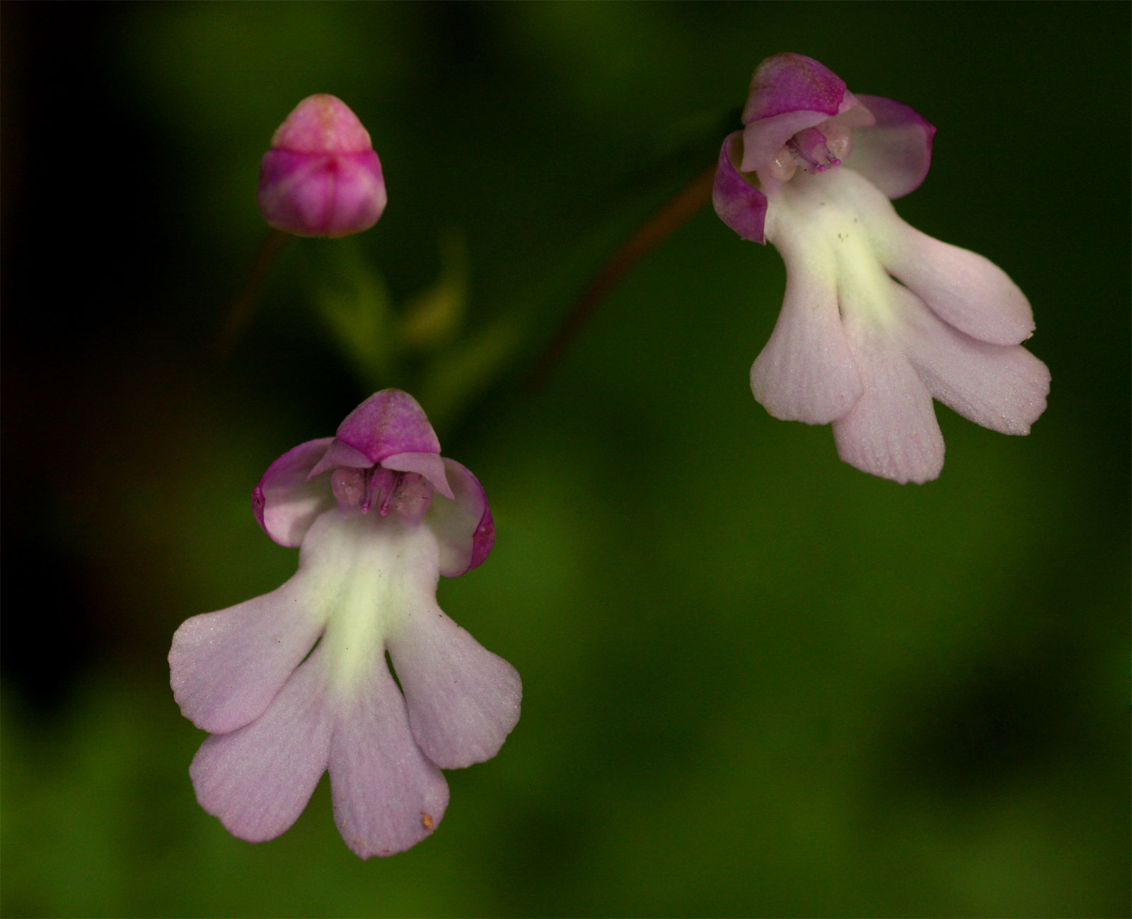 Cynorkis kirkii