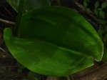 Cynorkis kirkii