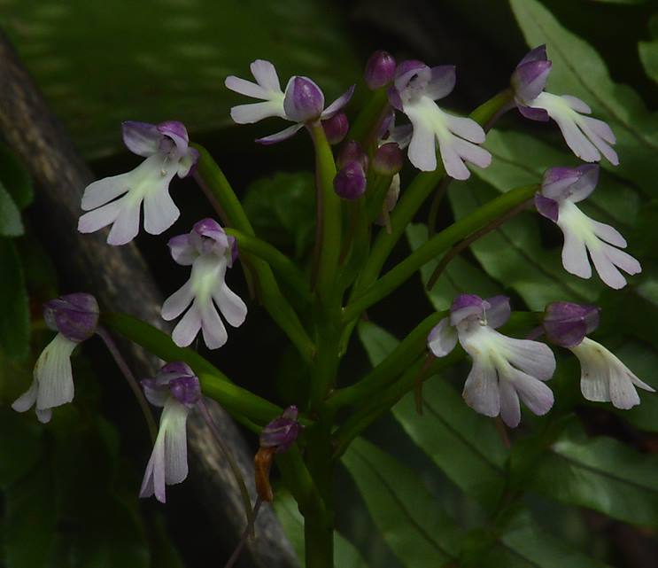 Cynorkis kirkii