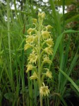 Habenaria aberrans