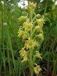 Habenaria aberrans