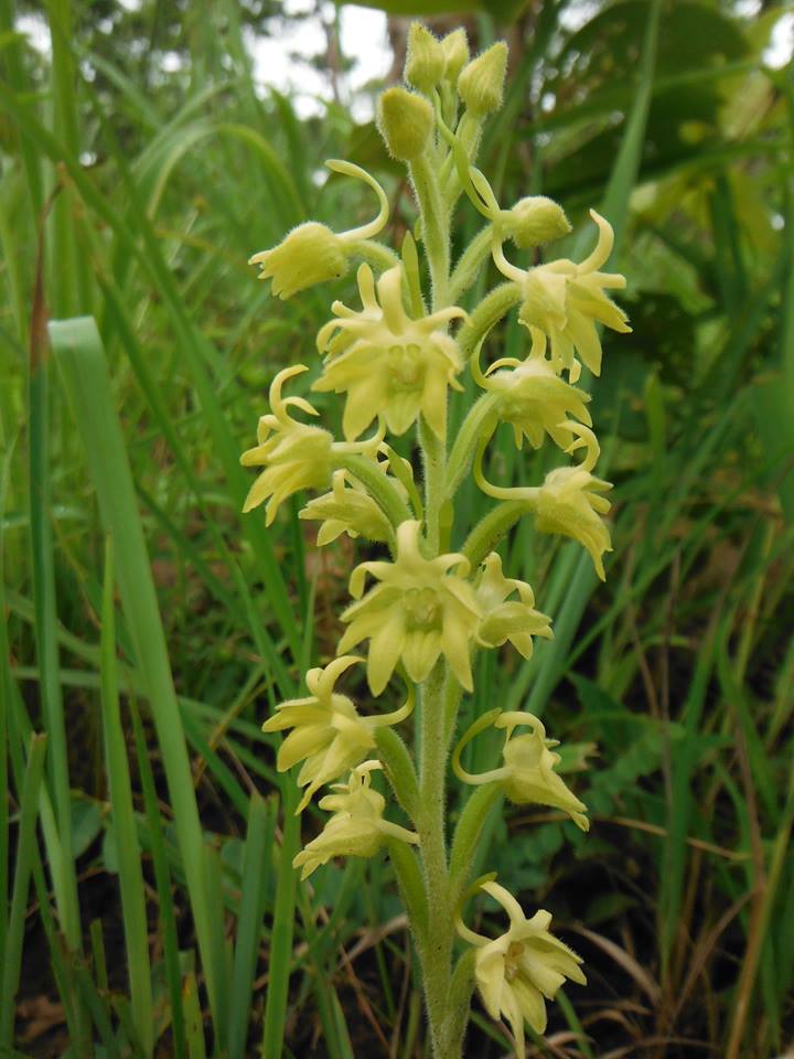 Habenaria aberrans