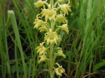 Habenaria aberrans