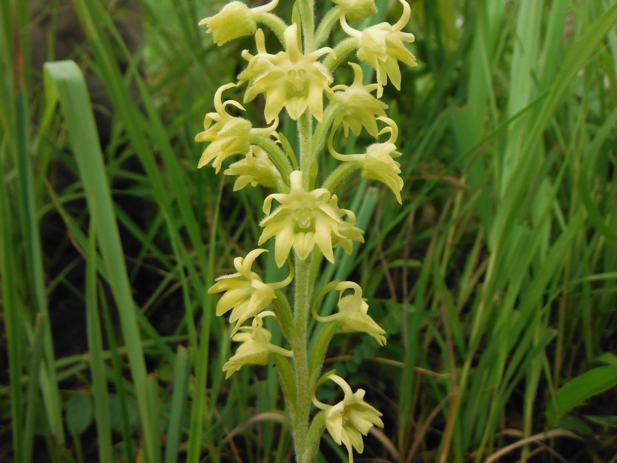 Habenaria aberrans
