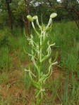 Habenaria clavata
