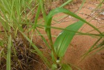 Habenaria clavata