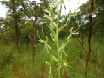 Habenaria clavata