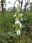 Habenaria debeerstiana