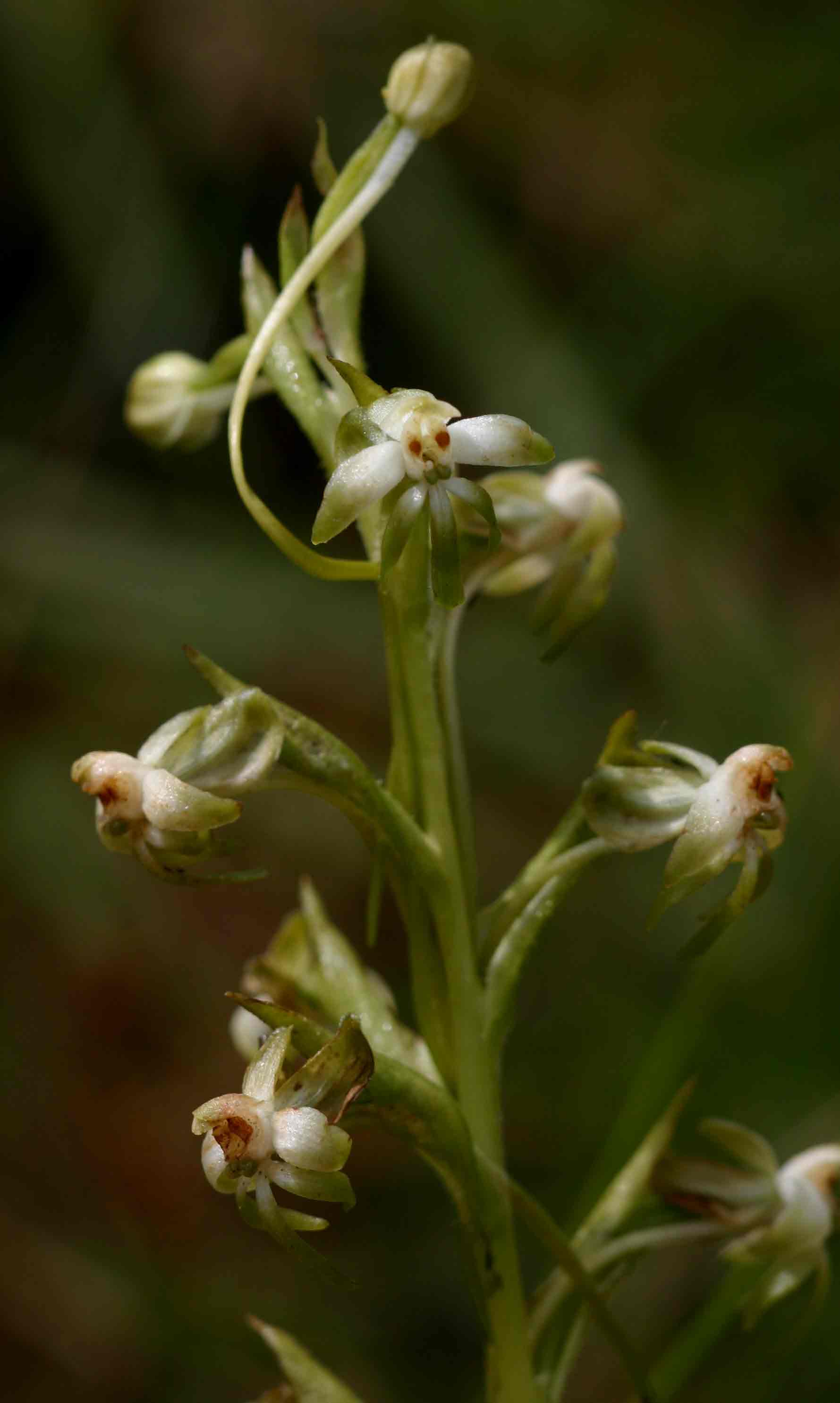 Habenaria falcicornis var. caffra