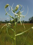 Habenaria harmsiana