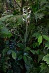 Habenaria macrandra