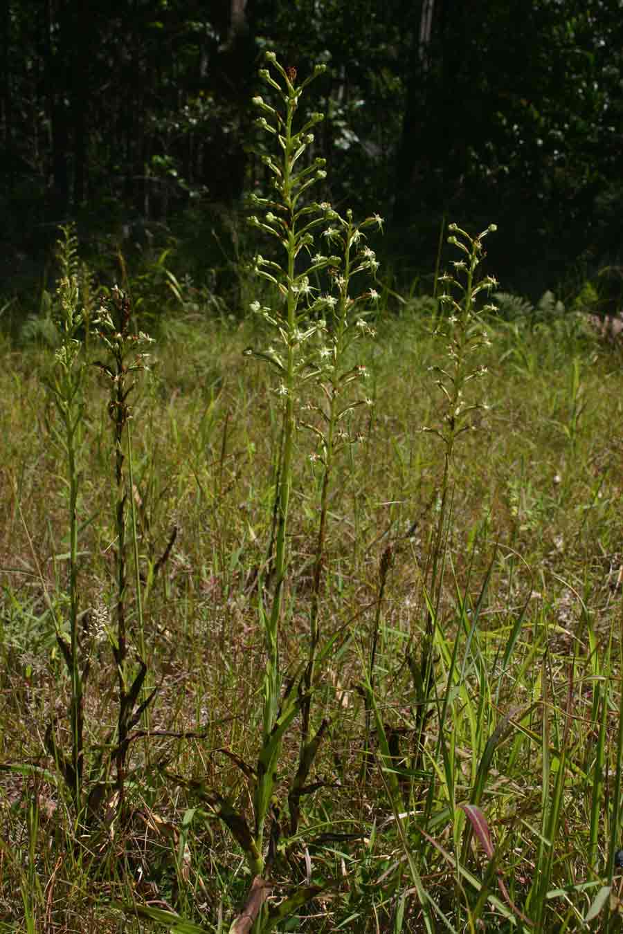 Habenaria nyikana subsp. nyikana