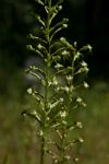 Habenaria nyikana subsp. nyikana