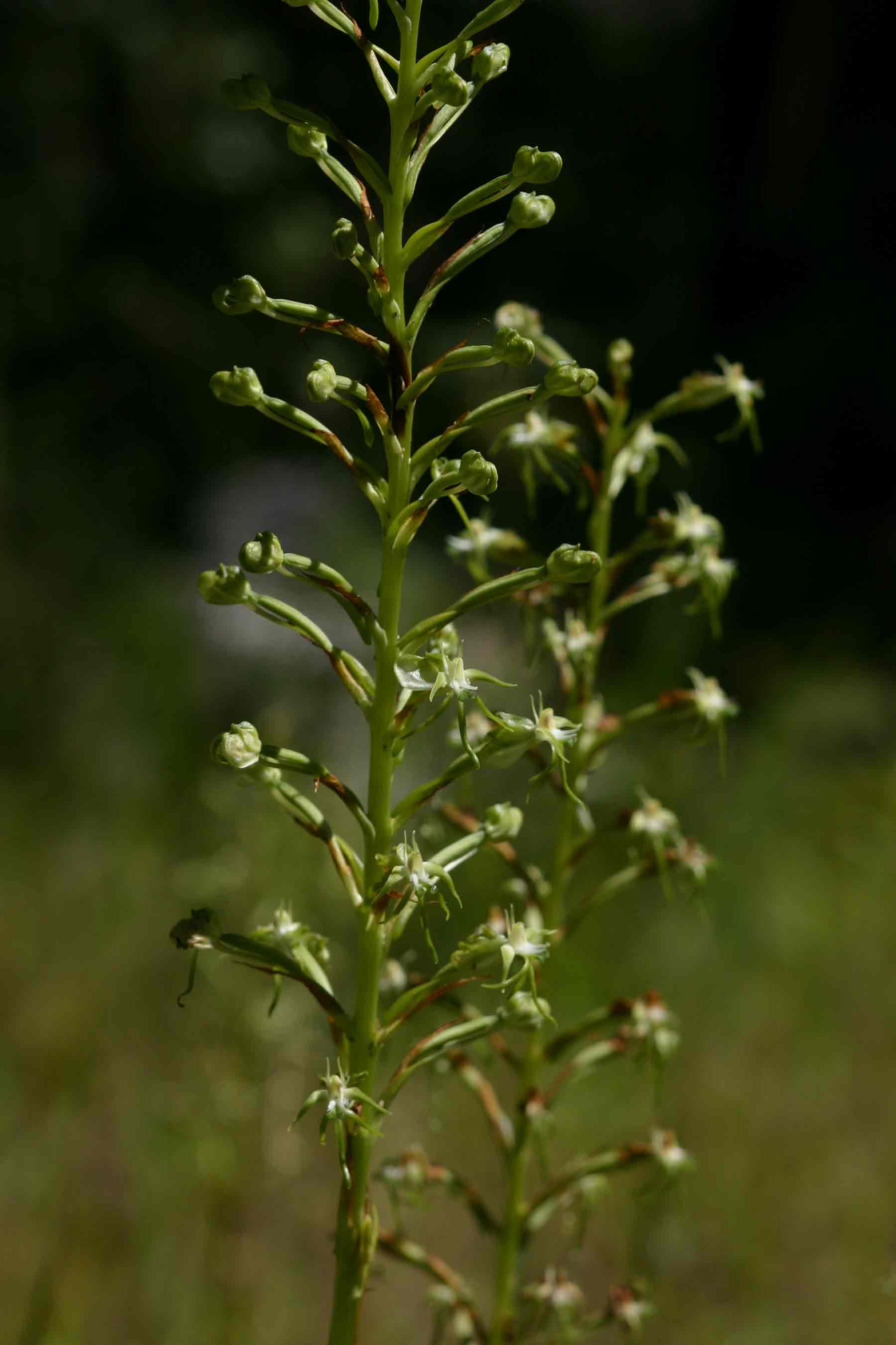 Habenaria nyikana subsp. nyikana