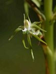 Habenaria nyikana subsp. nyikana
