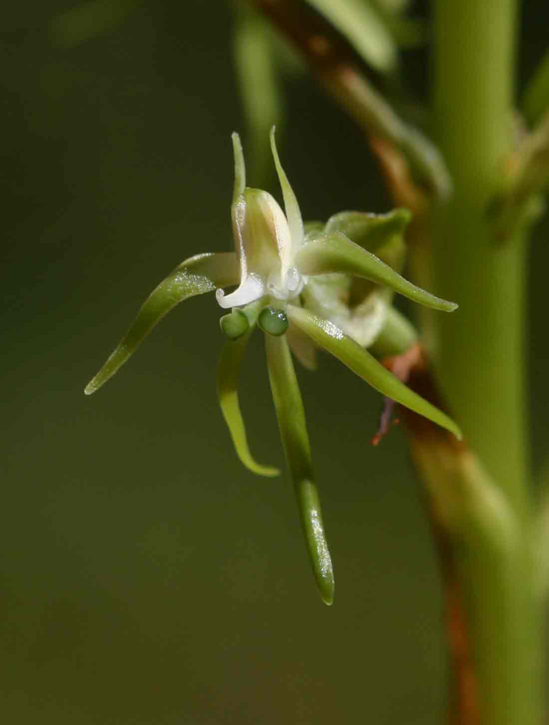 Habenaria nyikana subsp. nyikana