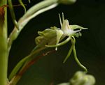 Habenaria nyikana subsp. nyikana