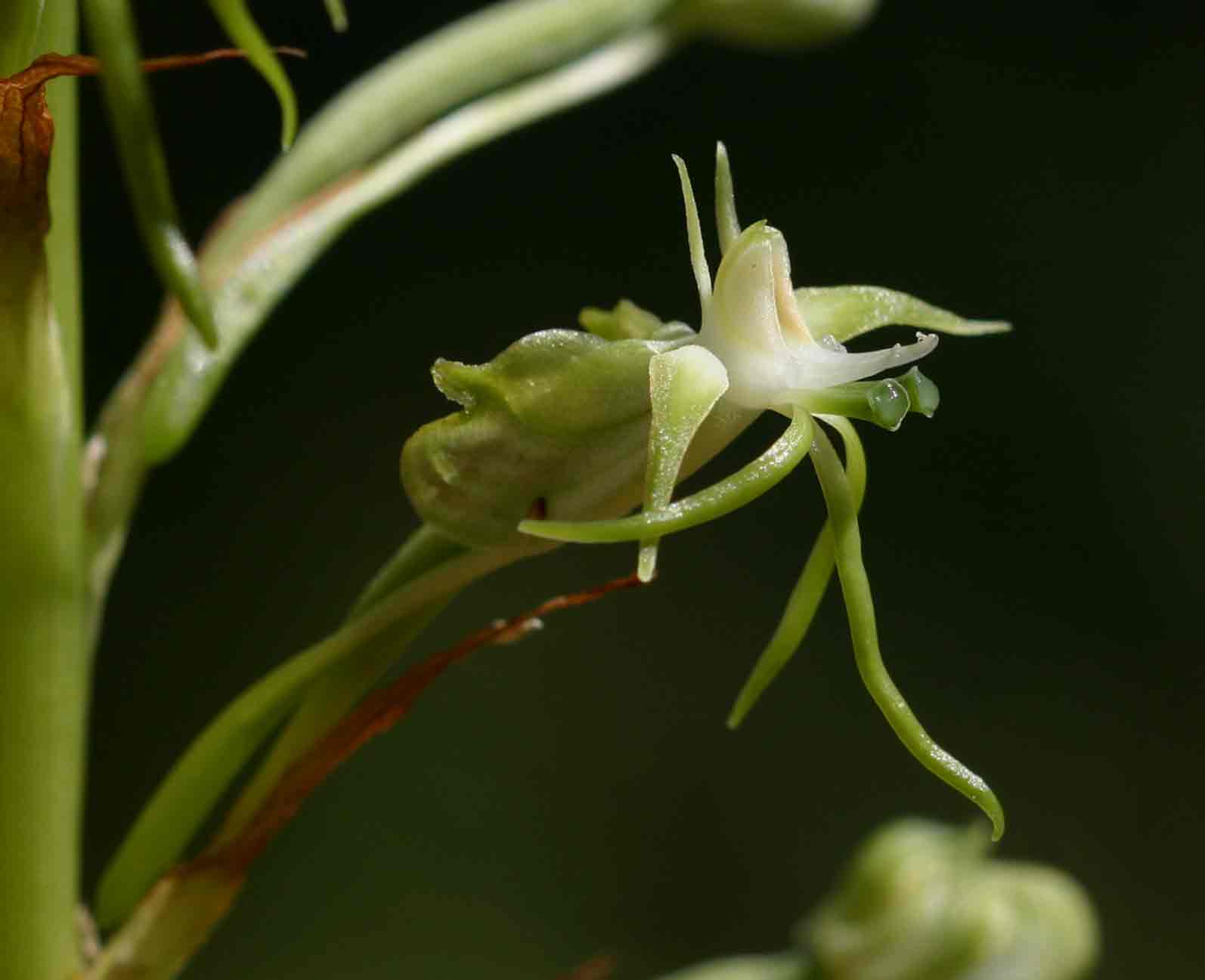 Habenaria nyikana subsp. nyikana