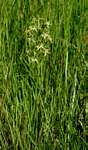Habenaria rautaneniana