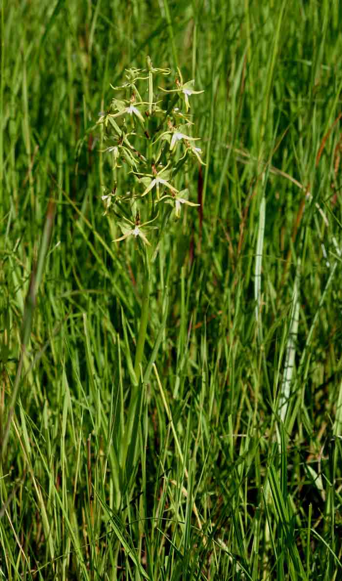Habenaria rautaneniana