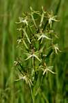 Habenaria rautaneniana