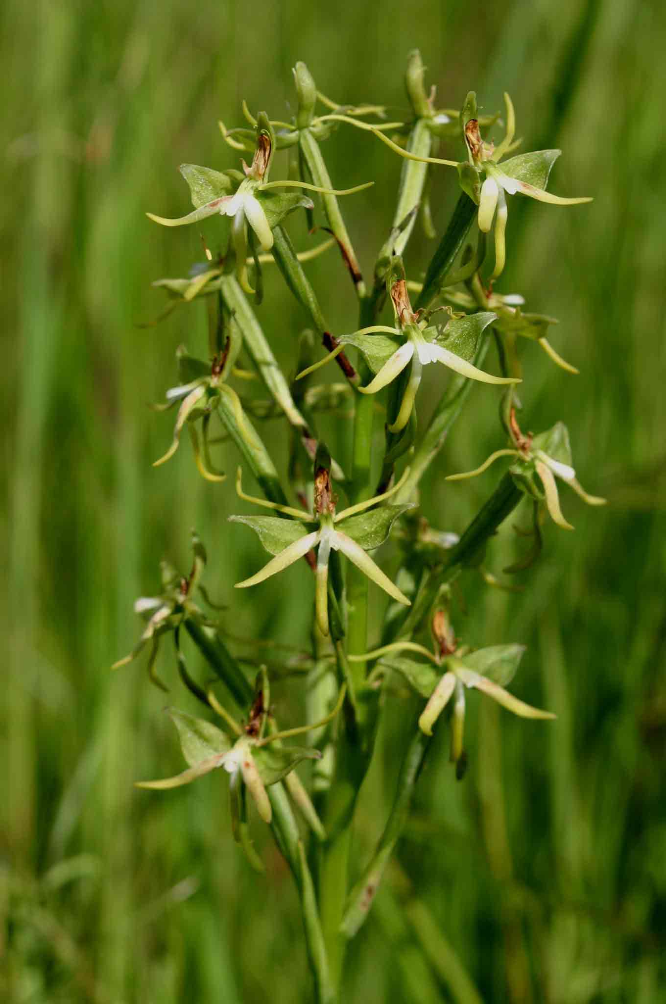 Habenaria rautaneniana