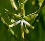 Habenaria rautaneniana