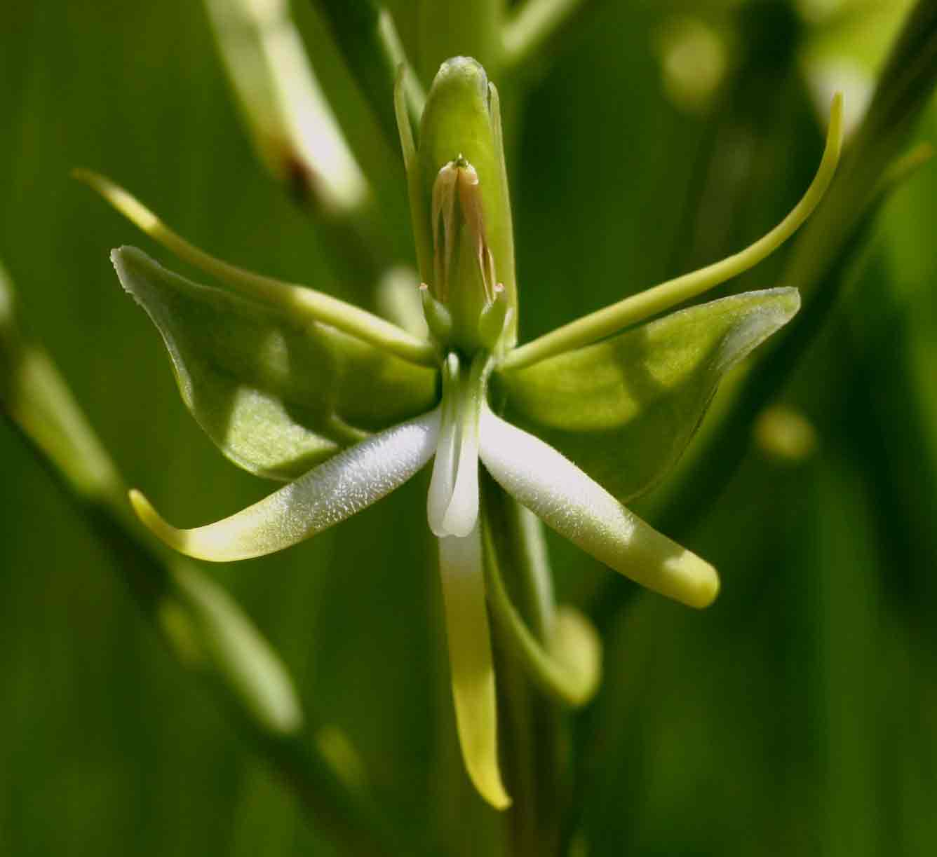 Habenaria rautaneniana