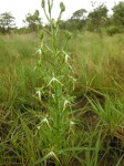 Habenaria rautaneniana