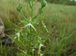 Habenaria rautaneniana