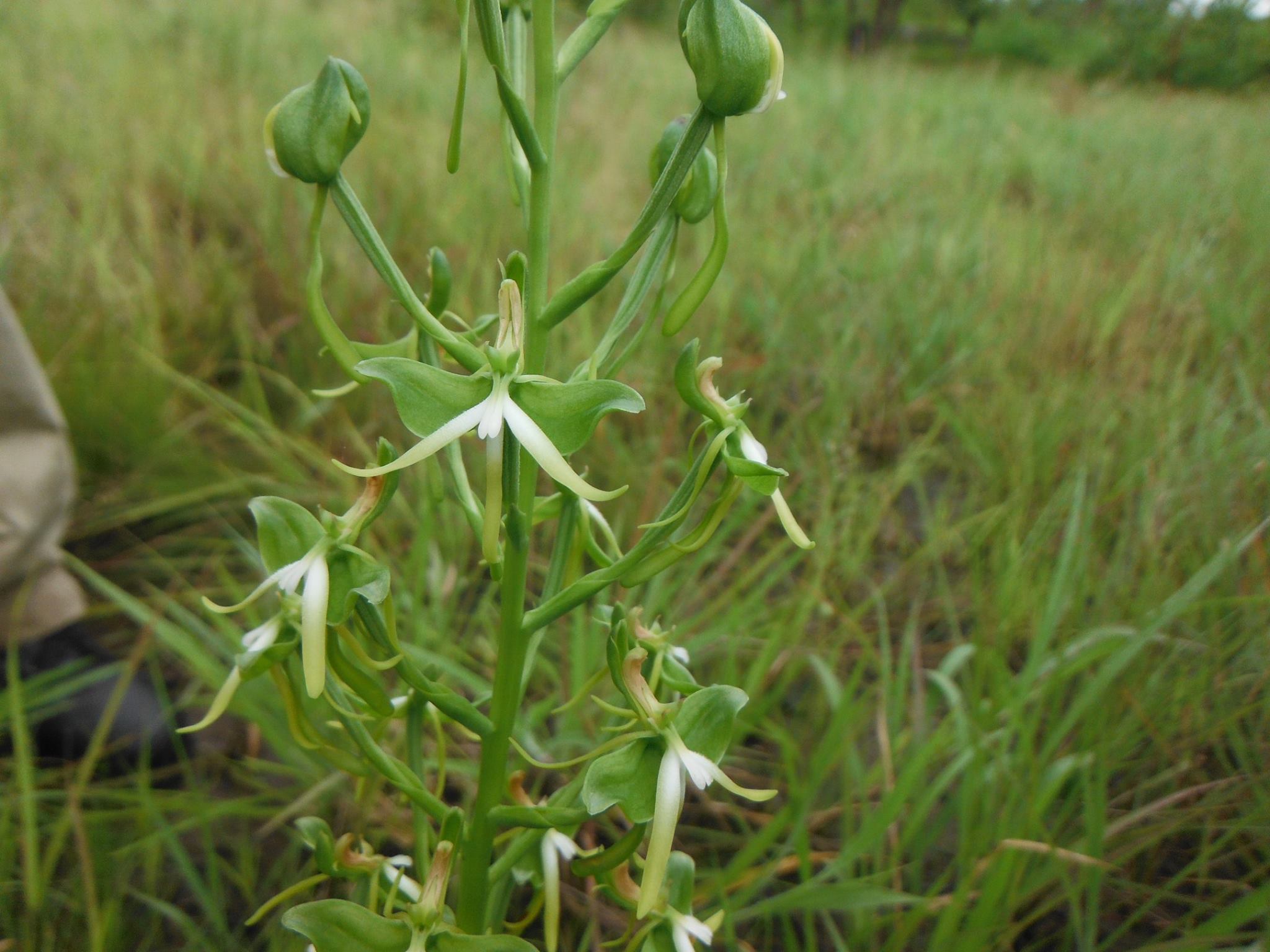 Habenaria rautaneniana