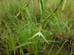 Habenaria rautaneniana