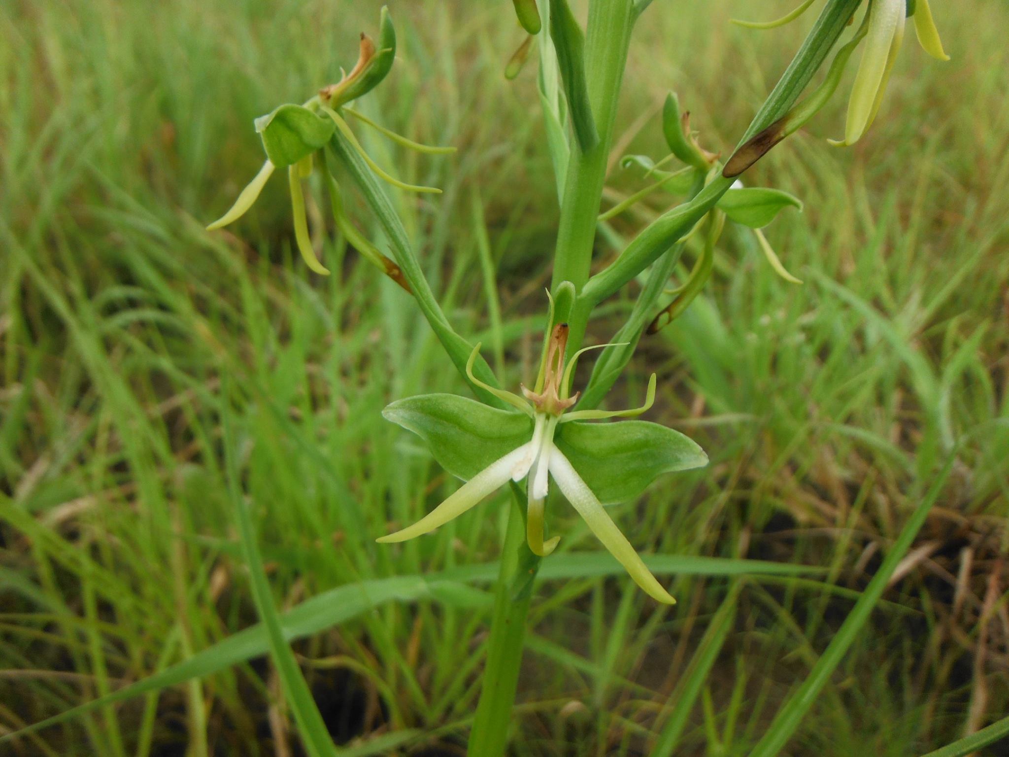 Habenaria rautaneniana