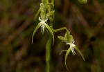 Habenaria schimperiana