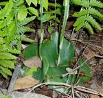 Habenaria stylites subsp. rhodesiaca