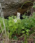 Habenaria stylites subsp. rhodesiaca