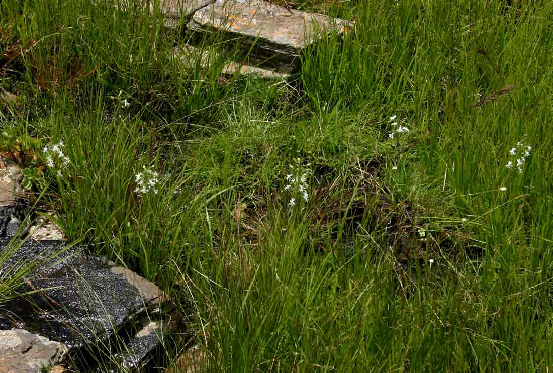 Habenaria subaequalis