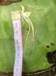 Habenaria subarmata