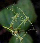 Habenaria trilobulata