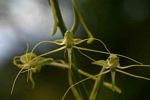 Habenaria trilobulata