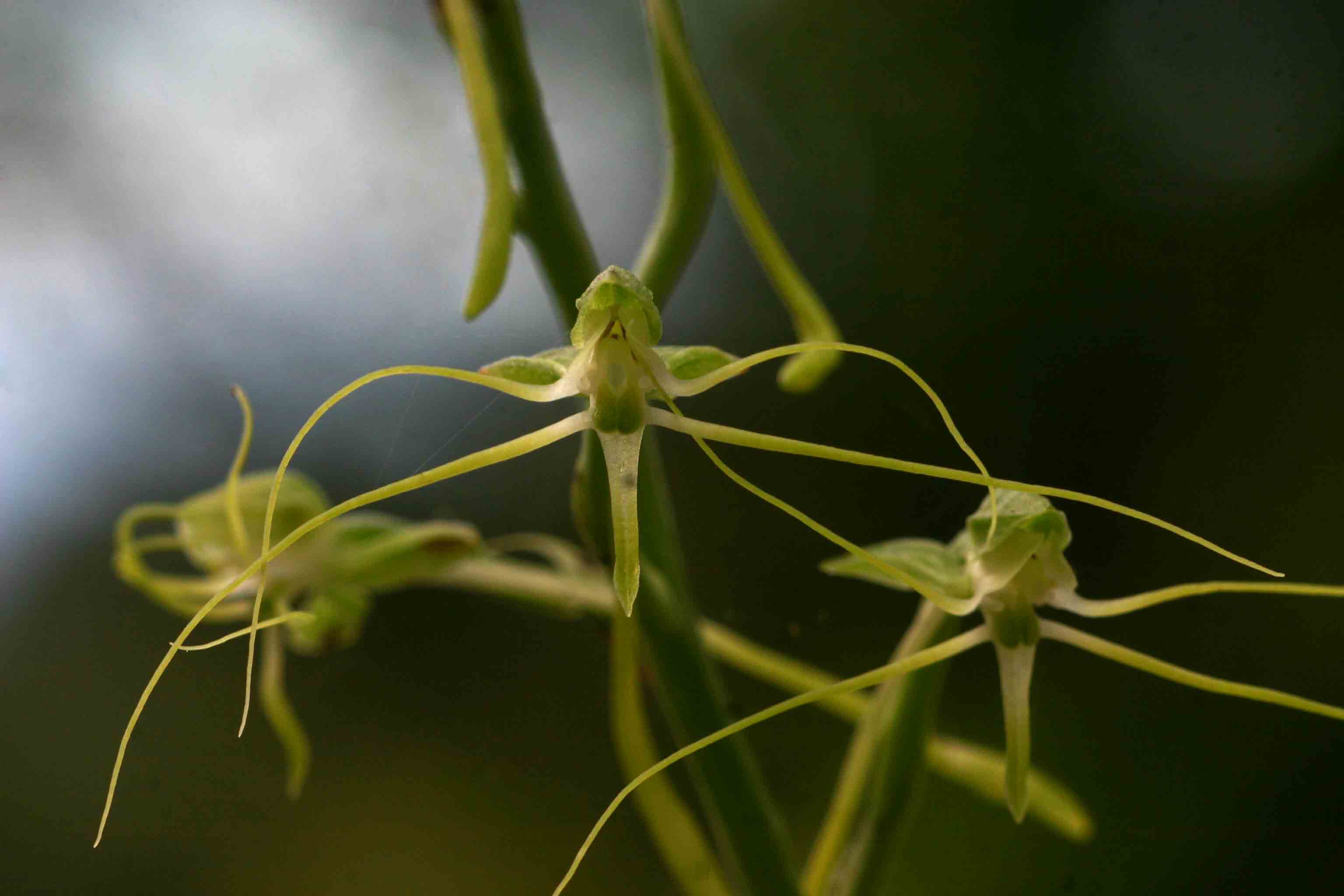Habenaria trilobulata