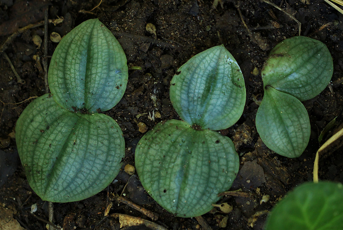 Habenaria trilobulata